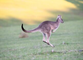 Co daje skakanie na skakance?