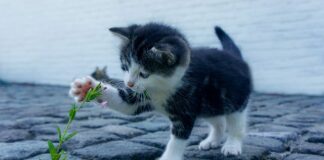 Jakie dobre skarpety narciarskie?