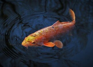 Jak ustawić wędkę na karpia?