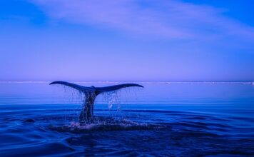 Jakie płetwy treningowe?