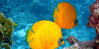 Czy można nurkować wszędzie?