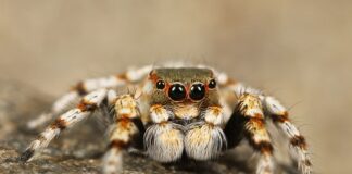 Dlaczego pająki nie należą do owadów?