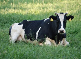 Czy Krówki Wawel mają gluten?