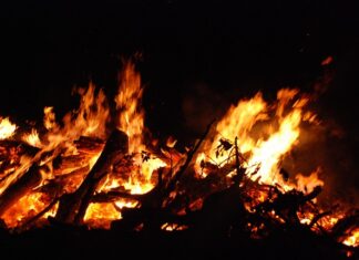 Co najbardziej szkodzi gołębiom? Co najbardziej szkodzi gołębiom?