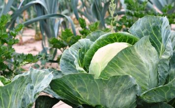 Jak zrobić grządki pod warzywa?