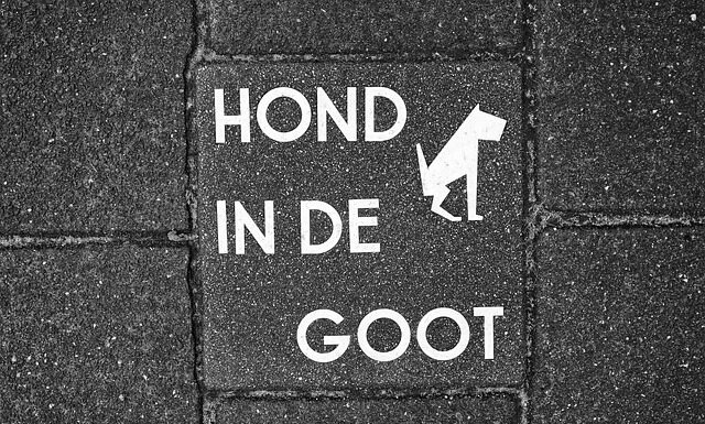 Jak pozbyć się odchodów ryb?