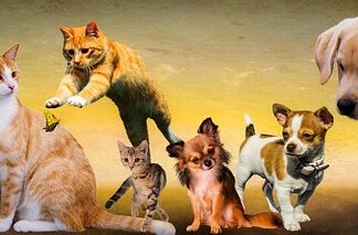 Jakiego smaku nie czują psy?