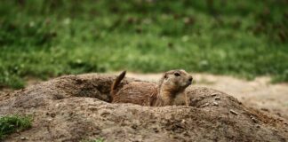 Co Chrupac zamiast chipsów?