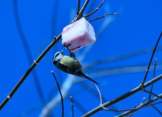 Czy słonina jest szkodliwa?