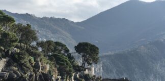 Ile kosztuje ser halloumi?