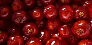 Co najbardziej smakuje psom?