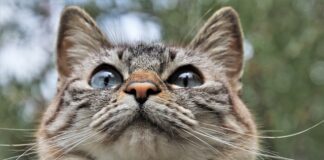 Jakiej smyczy używa Cesar Millan?