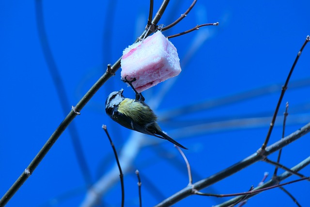 Czy słonina to jest mięso? Czy słonina to jest mięso?