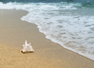 Które skorupiaki żyją w wodach słodkich?