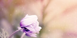 Czy można wieszać skrzynki z kwiatami na balkonie?