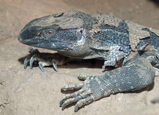 Jak wyglądają zmiany skórne przy cukrzycy?