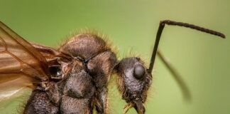 Co to znaczy chityna?