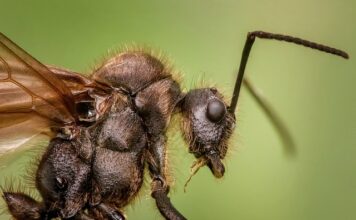 Co to znaczy chityna?