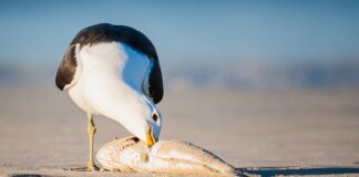 Czym się żywią stawonogi?