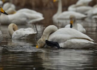 Dlaczego swędzi skóra przy cukrzycy?