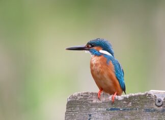 Ile kosztuje Woliera dla kota?