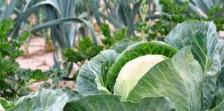 Jak zrobić grządki z palet?