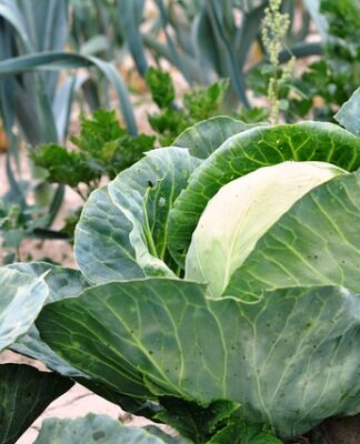 Jak zrobić grządki z palet?