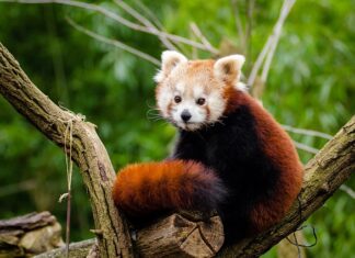 Od czego się pierdzi?