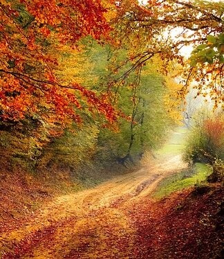 Z czego zrobić ścieżki między grządkami?