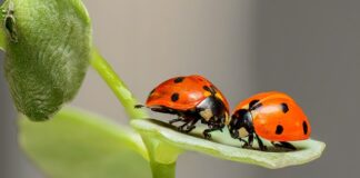 Co z biedronki dla cukrzyka?