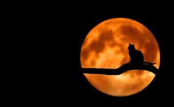 Czy kot musi mieć siatkę na balkonie?