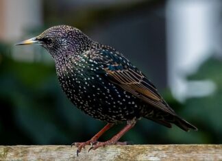 Dlaczego szpaki zjadają czereśnie?