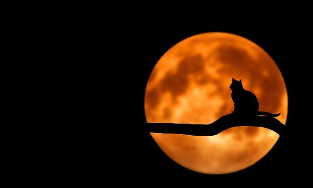 Co może jeść kot oprócz mięsa?